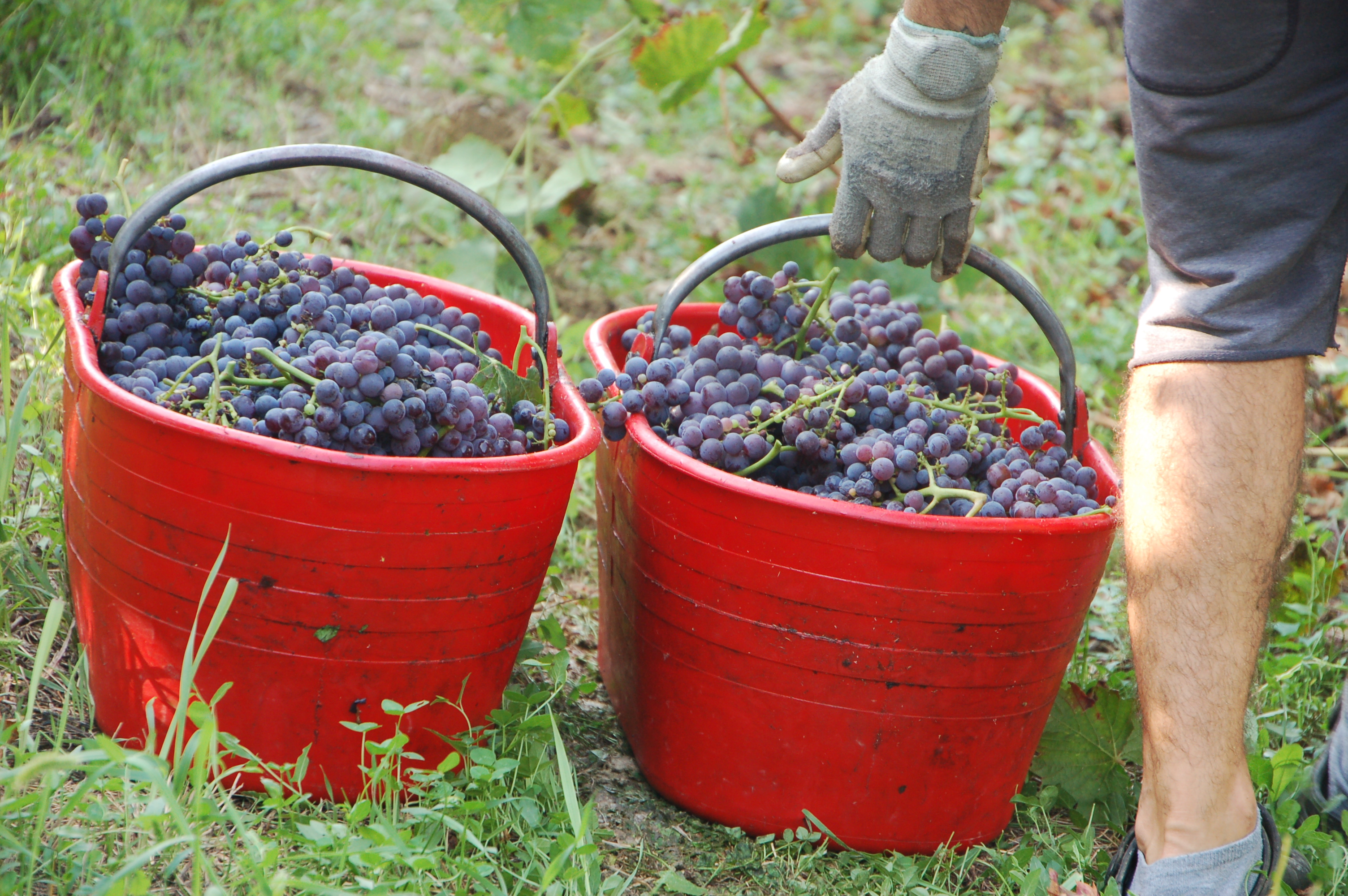 Brachetto vynuogių krepšiai
