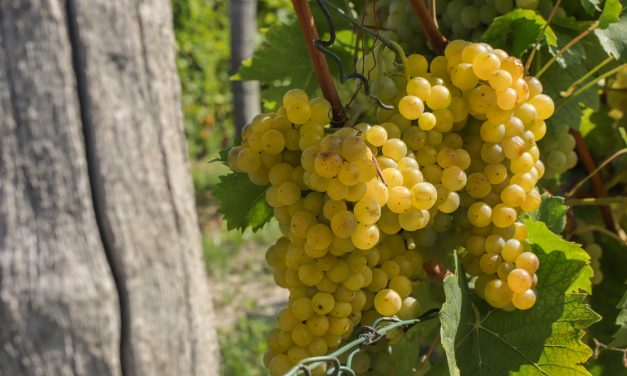 Į Pjemontą – vyno keliais, lydimiems baltųjų trumų ir šokolado aromatų