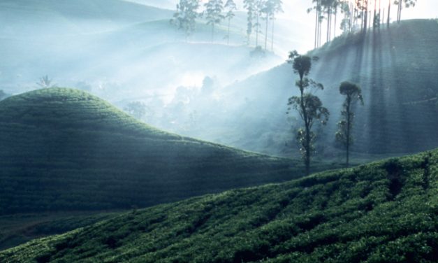 Šri Lanka: žaliąja arbata ir prieskoniais kvepianti sala
