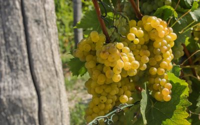 Į Pjemontą – vyno keliais, lydimiems baltųjų trumų ir šokolado aromatų