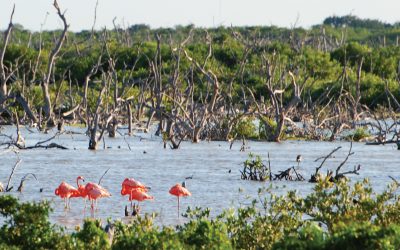 Flamingų pakerėti…