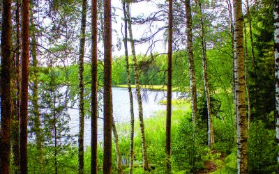 Lietuviška beržų sula – kokteilio taurėje