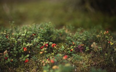 Uogų sezonas nesibaigia: kokias rinktis rudenį?