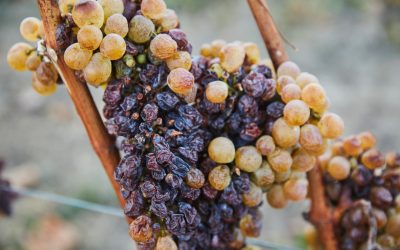 Vasario 1-oji – tarptautinė ‘Furmint’ vynuogių diena!